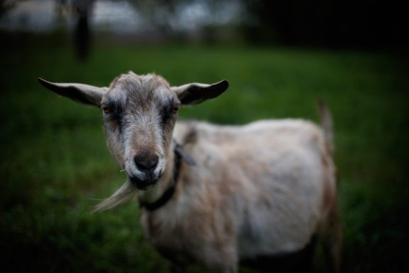 A close-up of a goat standing in a grassy field.